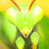  Praying Mantis