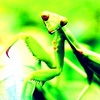  Praying Mantis