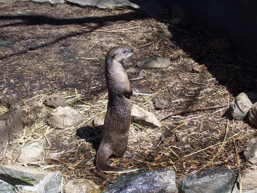 River loutre at Connecticut's Beardsley Zoo -- 2