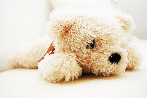  Sweet teddy oso, oso de