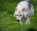 Wolf Prayer Wallpaper - wolves photo