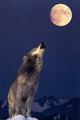 Wolf - wolves photo