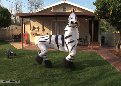 zebra dance