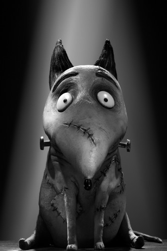 'Frankenweenie' Character Shots ~ Sparky