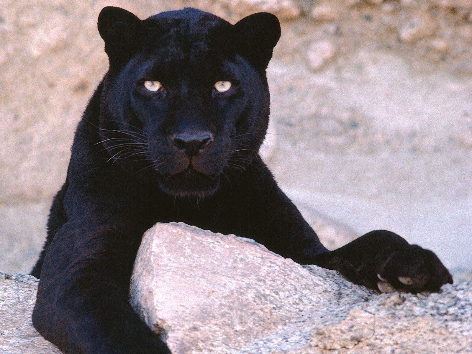 Black Panthers - Black Panthers Photo (31170188) - Fanpop