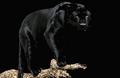 Black Panthers - black-panthers photo