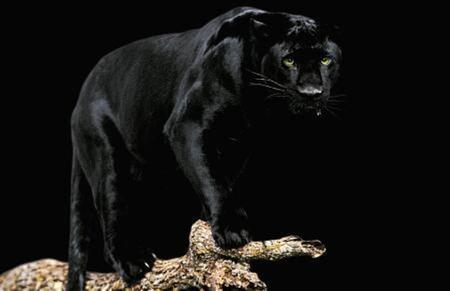  Black Panthers