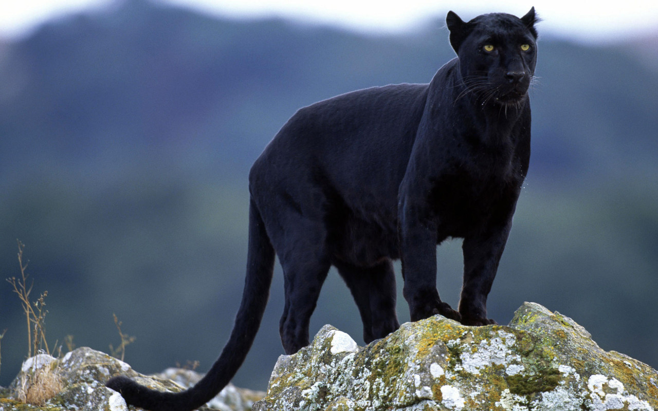 Black Panthers 83