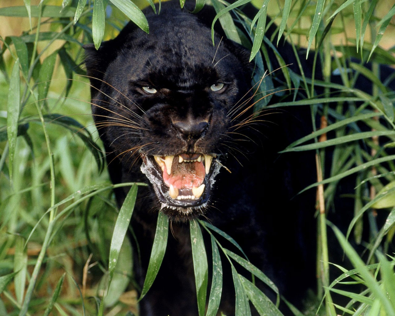 Black Panthers Black Panthers