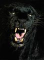 Black Panthers - black-panthers photo