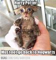 Harry Potter xD - random photo