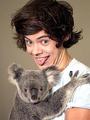 Harry with a koala! - harry-styles photo
