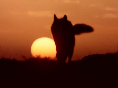 Iberian serigala, wolf