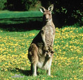 Kangaroo - animals photo