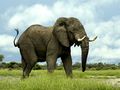 african elephant - animals photo