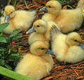 baby  ducks - animals photo