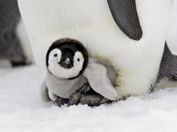 baby-penguin-animals-31184703-600-450.jpg