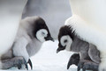 baby penguins - animals photo