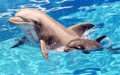 dolphin - animals photo