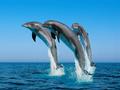 dolphins - animals photo