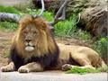 lion - animals photo