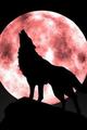 my moon light howl - alpha-and-omega fan art