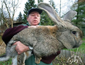 rabbit - animals photo