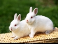 rabbits - animals photo