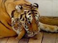 tiger - animals photo