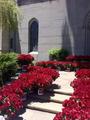10,000 roses at Michael's grave at forest lawn, glendale LA june 25th 2012 - michael-jackson photo