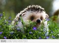 Baby hedgehog! ^-^ - random photo