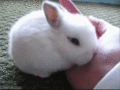 Cotton ball bunny :3 - random photo