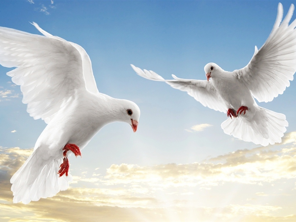 Doves - Doves Wallpaper (31209141) - Fanpop