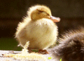 Duck yawning - random photo