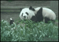 Panda Take Down - random photo