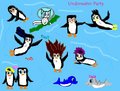Underwater Party!!! - fans-of-pom photo