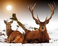 Deer  - animals photo