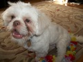 Dusty The shih tzu as a puppy!!! - puppies photo