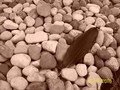 Feather and stones - photography photo