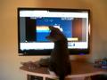 Lets Watch Nayn Cat  - nyan-cat photo