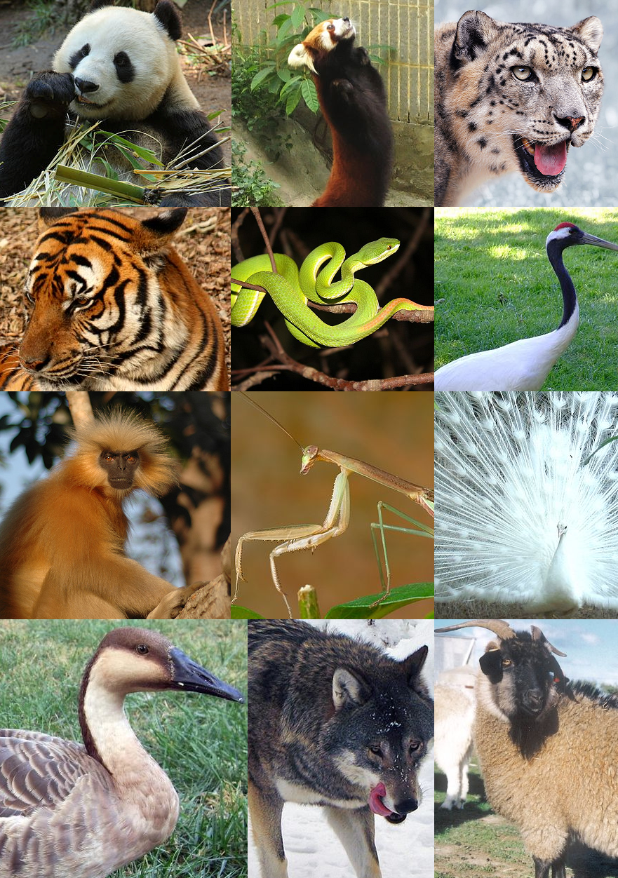 WWF - World Wildlife Fund Photo (31316023) - Fanpop