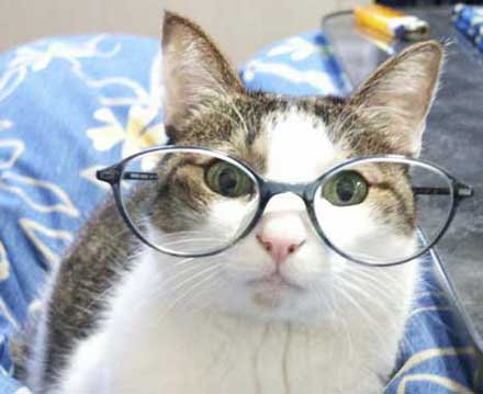  nerd cat