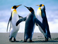 penguins - animals photo