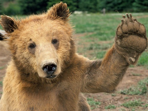 oso, oso de fondo de pantalla