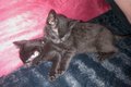 Cuddling - kitties photo
