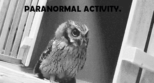 Paranormal Dib Owl XDDD