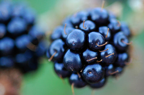  blackberry-plant