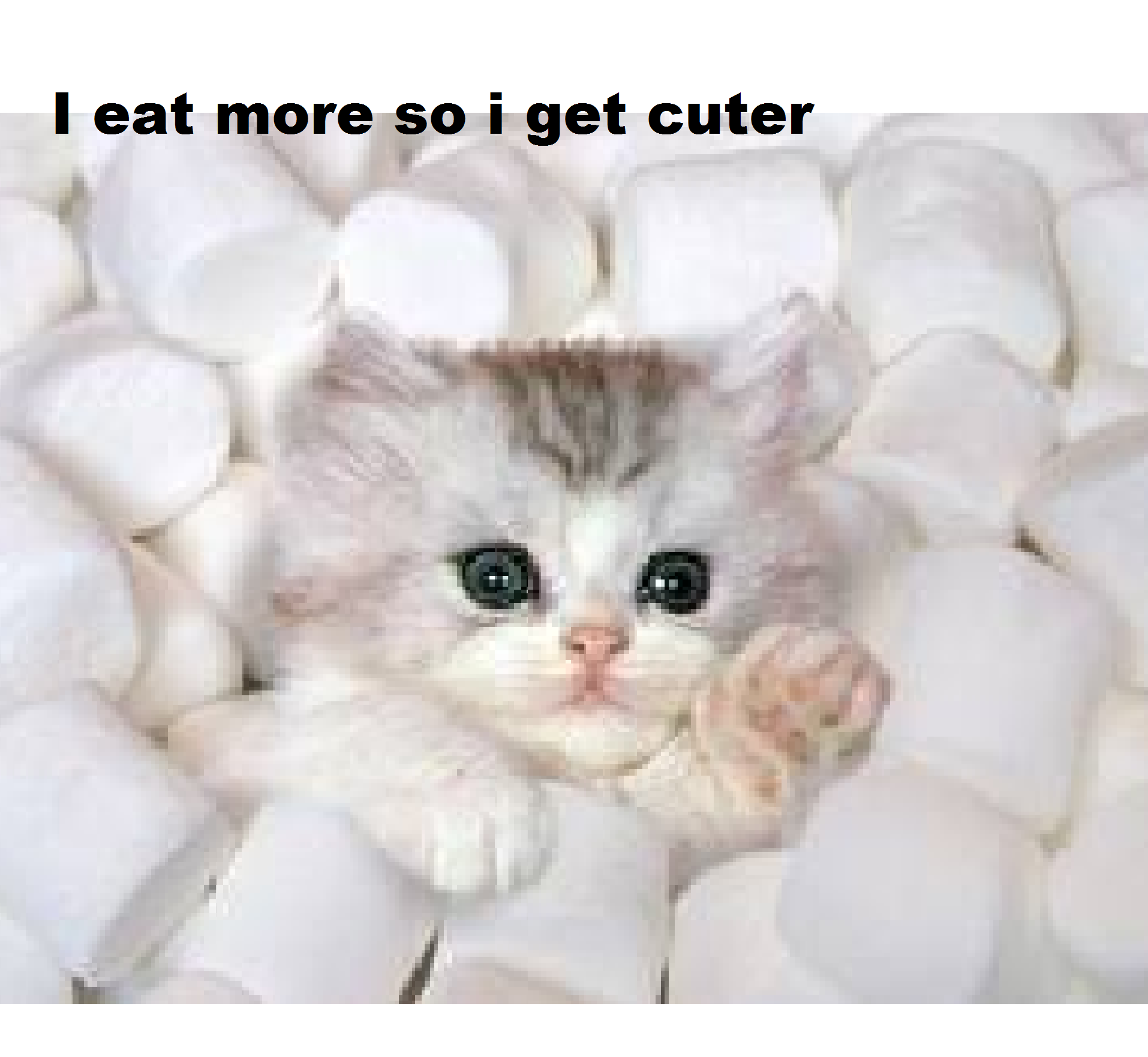 cute-kitten-in-marshmallows-cute-kittens-31462498-1914-1762