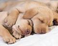 cute sleeping dogs - dogs photo