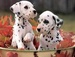 dalmation puppy twins awww! - cute-puppies icon